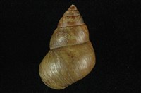 藏品(石田螺)的圖片